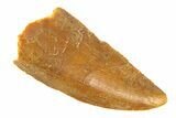 Serrated, Raptor Tooth - Real Dinosaur Tooth #291857-1